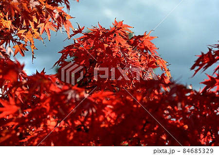 紅葉 紅葉 84685329