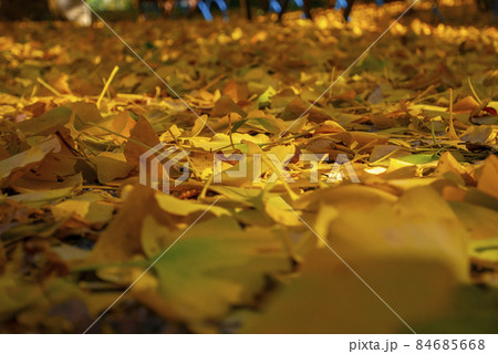 銀杏が黄葉色づく晴天の秋晴れ 84685668