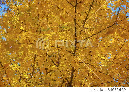 銀杏が黄葉色づく晴天の秋晴れ 84685669