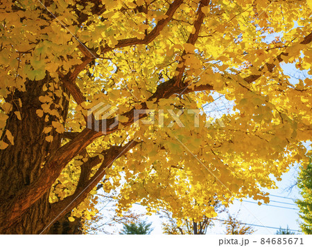 銀杏が黄葉色づく晴天の秋晴れ 84685671