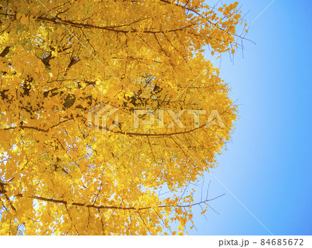 銀杏が黄葉色づく晴天の秋晴れ 84685672