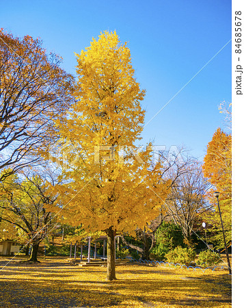 銀杏が黄葉色づく晴天の秋晴れ 84685678