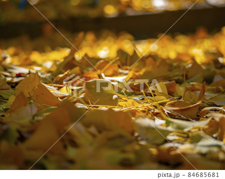 銀杏が黄葉色づく晴天の秋晴れ 84685681