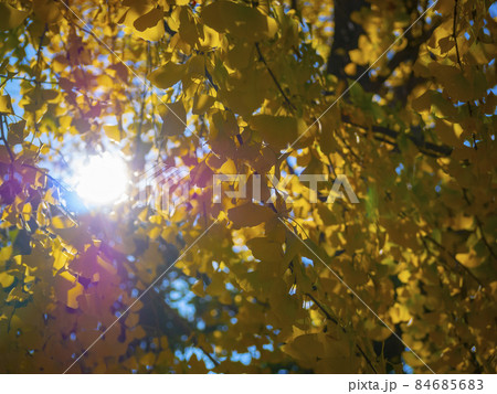銀杏が黄葉色づく晴天の秋晴れ 84685683