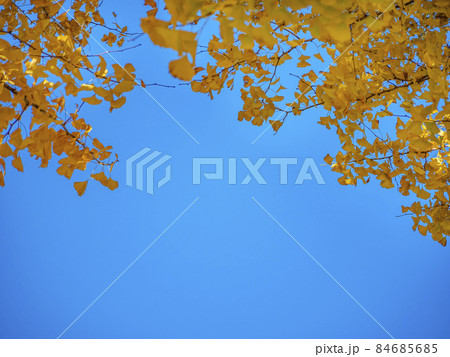 銀杏が黄葉色づく晴天の秋晴れ 84685685