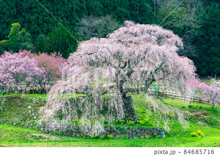 奈良県宇陀市 満開の又兵衛桜 奈良県宇陀市 満開の又兵衛桜 84685716