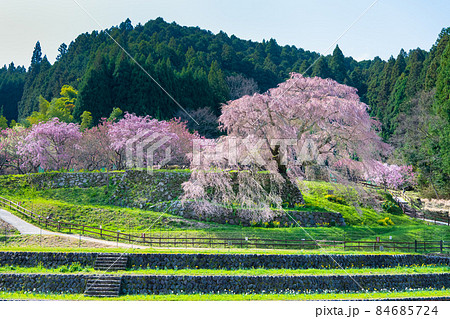 奈良県宇陀市 満開の又兵衛桜 奈良県宇陀市 満開の又兵衛桜 84685724