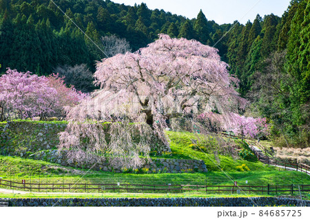 奈良県宇陀市 満開の又兵衛桜 奈良県宇陀市 満開の又兵衛桜 84685725