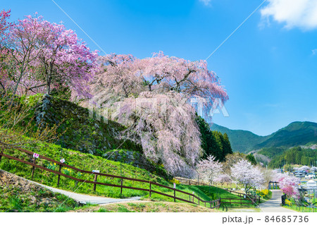 奈良県宇陀市 満開の又兵衛桜 奈良県宇陀市 満開の又兵衛桜 84685736