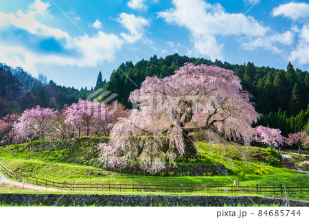 奈良県宇陀市 満開の又兵衛桜 84685744