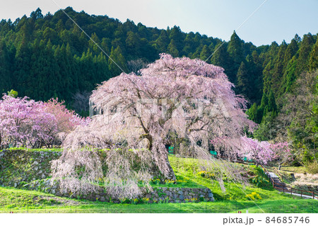 奈良県宇陀市 満開の又兵衛桜 奈良県宇陀市 満開の又兵衛桜 84685746