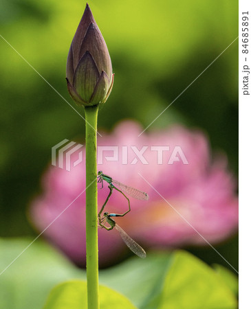 夏盛りハスのつぼみに休む糸トンボのペア 84685891