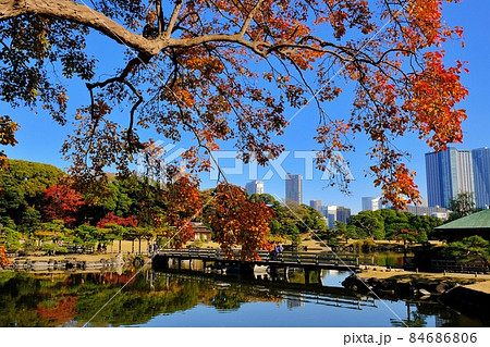 秋の浜離宮恩賜庭園 秋の浜離宮恩賜庭園 84686806