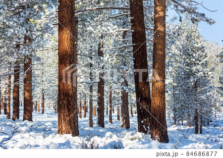 Winter forest 84686877