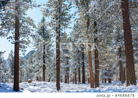 Winter forest Winter forest 84686878