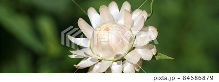 Pink helihrizum in garden closeup. Dark natural background with lonely flower Pink helihrizum in garden closeup. Dark natural background with lonely flower 84686879