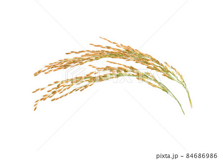 Paddy rice isolated on white background 84686986