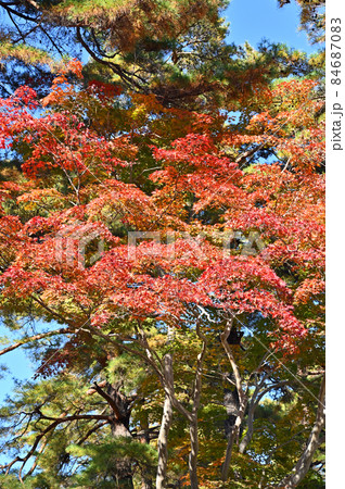 秩父散歩：月の石もみじ公園　紅葉スポット 84687083