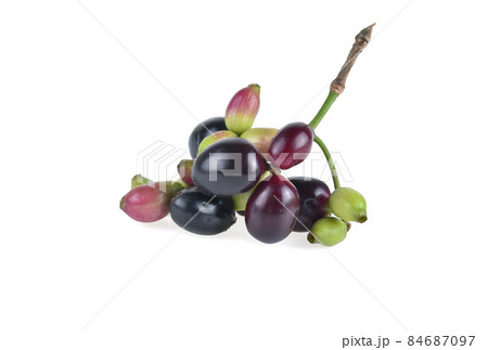 Jambolan plum or Java plum on white background. 84687097