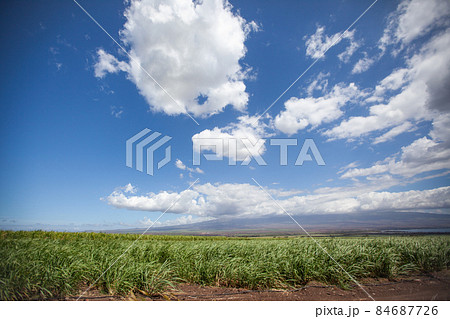マウイ島、ハレアカラ山とサトウキビ畑 84687726