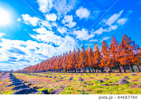 マキノ高原 メタセコイア並木の紅葉 84687760