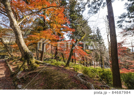 京都山科　毘沙門堂の紅葉 84687984