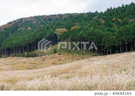 すすき草原の風景 すすき草原の風景 84688164