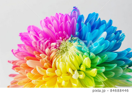 虹色の花の写真素材 [84688446] - PIXTA