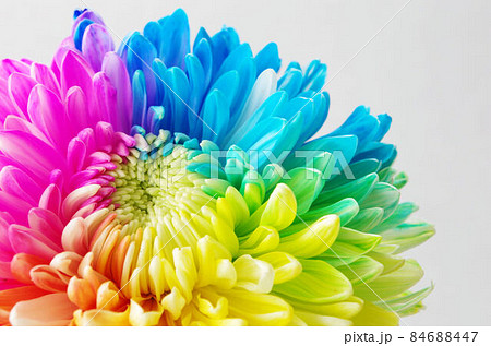 Rainbow Flower Stock Photo