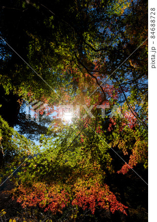 紅葉　塩原 84688728