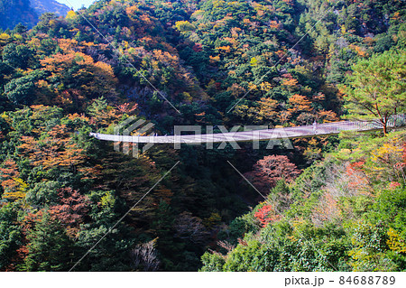 梅の木轟公園吊り橋 84688789