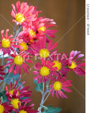 紅色のヒゴキクの花 紅色のヒゴキクの花 84689815