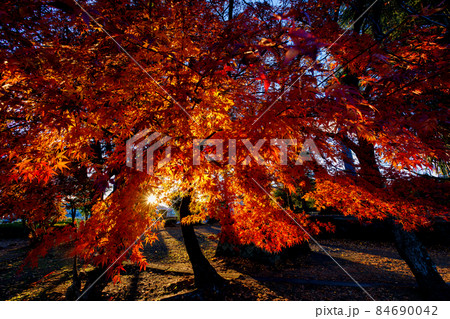 紅葉 大山参道 紅葉 大山参道 84690042