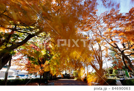 紅葉　大山参道 84690063