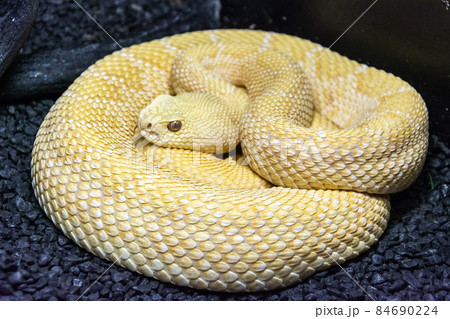 Albino Western Diamondback Rattlesnake 84690224