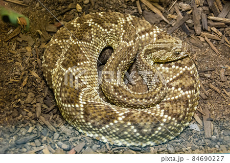 South American Rattlesnake 84690227