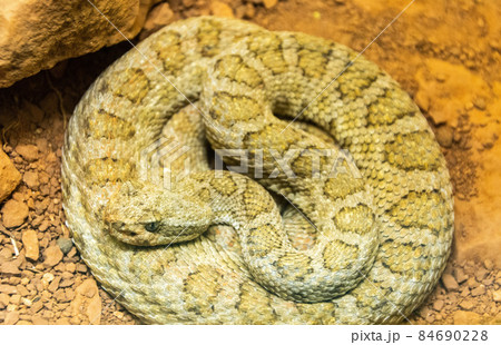 Midget Faded Rattlesnake 84690228