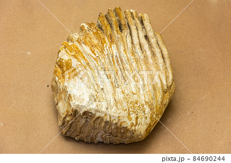 Closeup of mammoth tooth. 84690244
