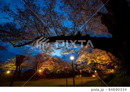 桜ライトアップ 大田原城跡 84690334