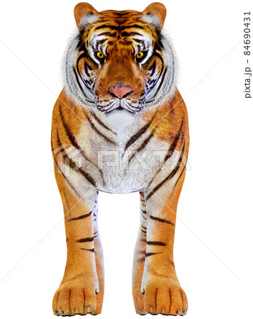 虎☆TIGER 虎☆TIGER 84690431