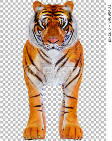 虎☆TIGER 虎☆TIGER 84690431