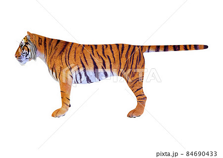 虎☆TIGER 84690433