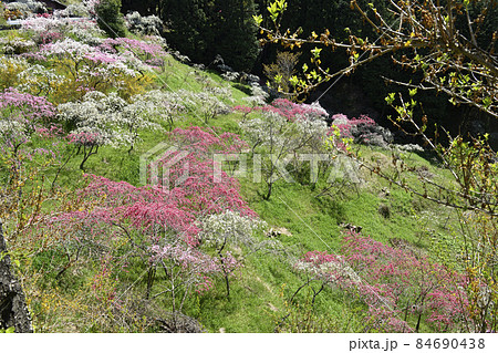 桃源郷 桃源郷 84690438