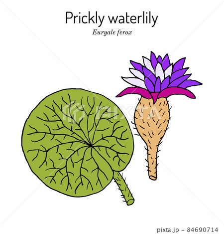 Prickly waterlily or Gorgon Plant Euryale ferox , medicinal plant 84690714