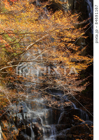 山梨県山梨市三富上釜口　笛吹川に架かる滝　名瀑一之釜の隣に流れる釜沢の滝の紅葉 84691167