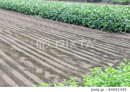 よく見ると小さな新芽 84691495