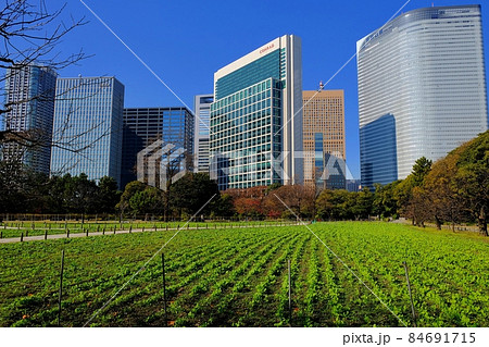秋の浜離宮恩賜庭園と汐留の超高層ビル群 84691715