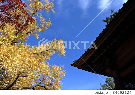 銀杏と秋の空　（高知県　五台山竹林寺）	 84692124