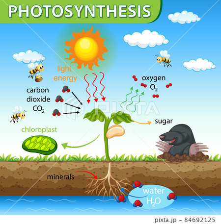 Diagram showing process of photosynthesis in plant Diagram showing process of photosynthesis in plant 84692125