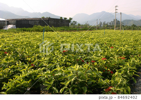 the nursery of plants and trees for gardening. the nursery of plants and trees for gardening. 84692402